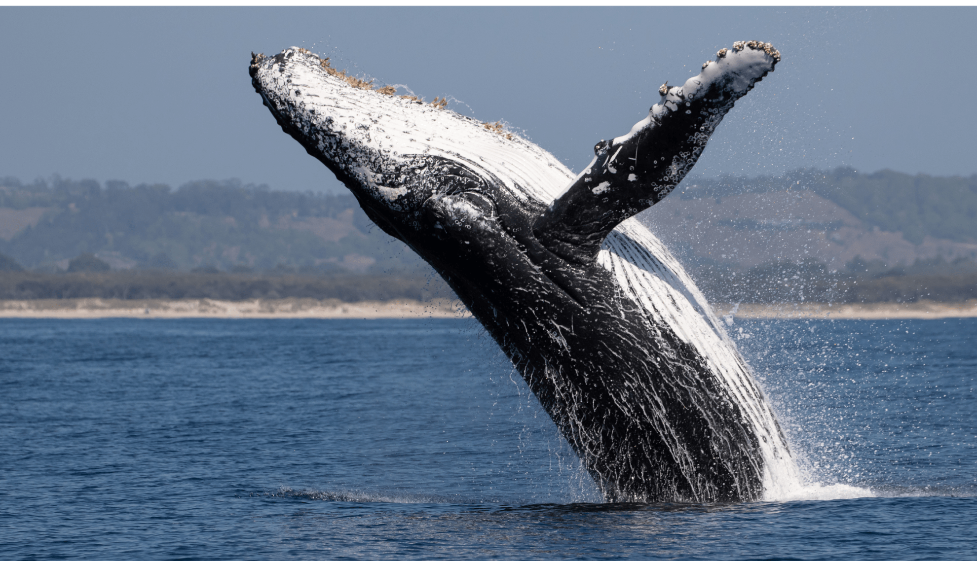 Rendons sa liberté au capitaine Paul Watson