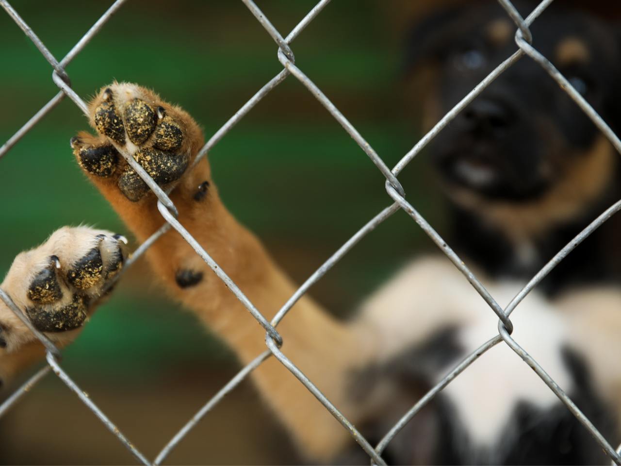 Rencontre avec l’association Convergence Animaux Politiques – Défendons le vivant : un impératif moral